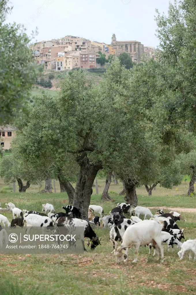 Herd of goats, Horta de San Juan, Catalonia, Spain, Europe