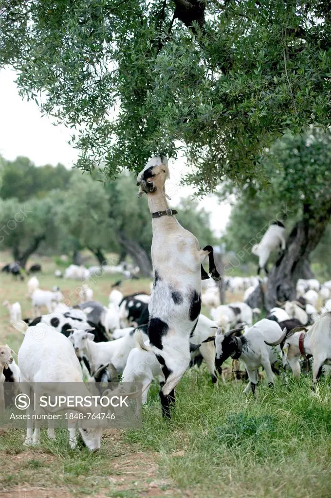 Goat standing on hindlegs, feeding from tree, herd of goats, Horta de San Juan, Catalonia, Spain, Europe