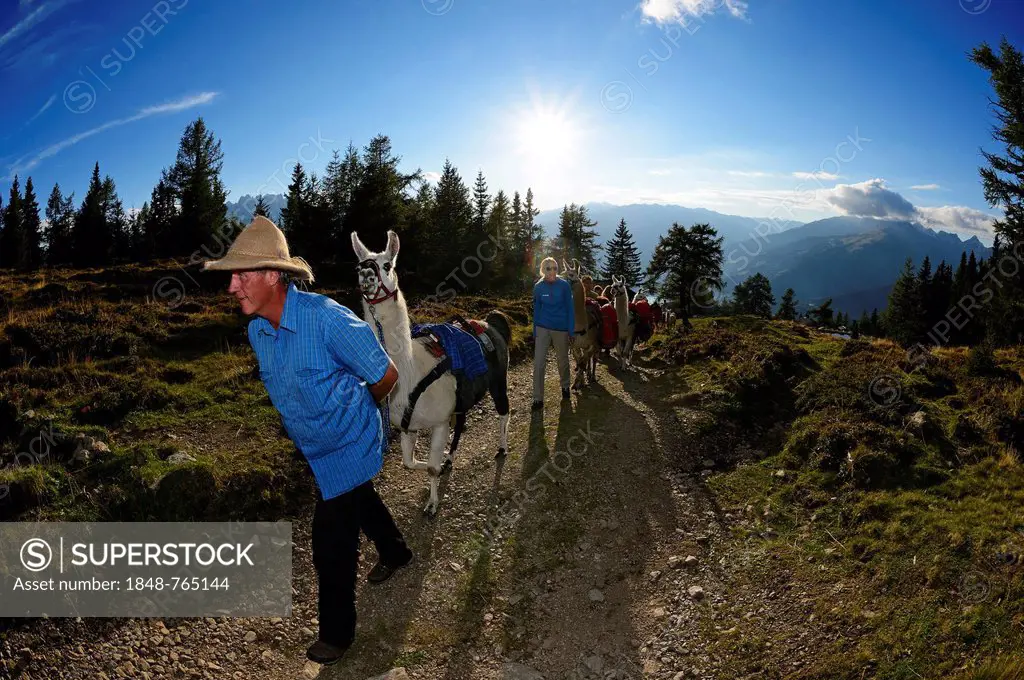 Llama tour at the summit of Ederplan Mountain in the Defregger Group, Carnic Dolomites, Upper Lienz, Puster Valley, East Tyrol, Austria, Europe