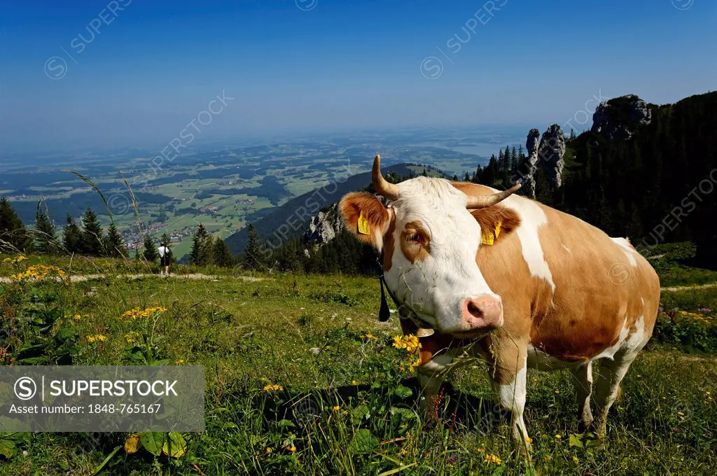 Domestic cattle (Bos primigenius taurus), cow standing on pasture at Mt Kampenwand