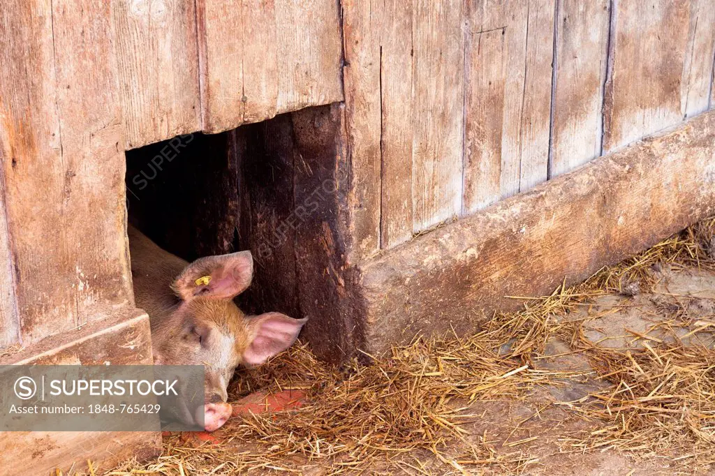 Domestic pig (Sus scrofa domestica) asleep at midday in the shade at a stable door, Wasserauen, Appenzell Innerrhoden, Appenzell Inner Rhodes, Switzer...