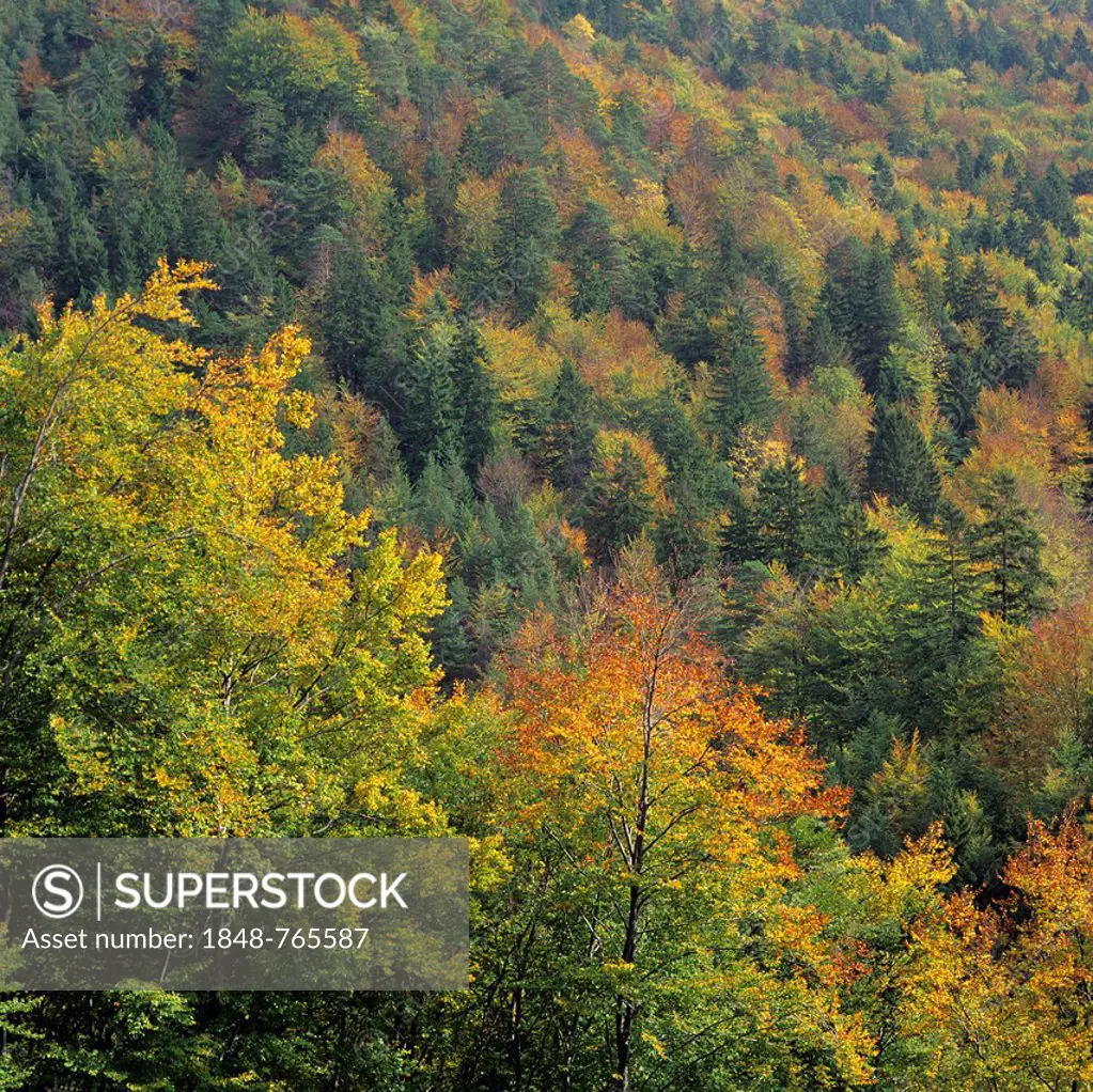 Tatras forest in autumn, Czech Republic, Europe