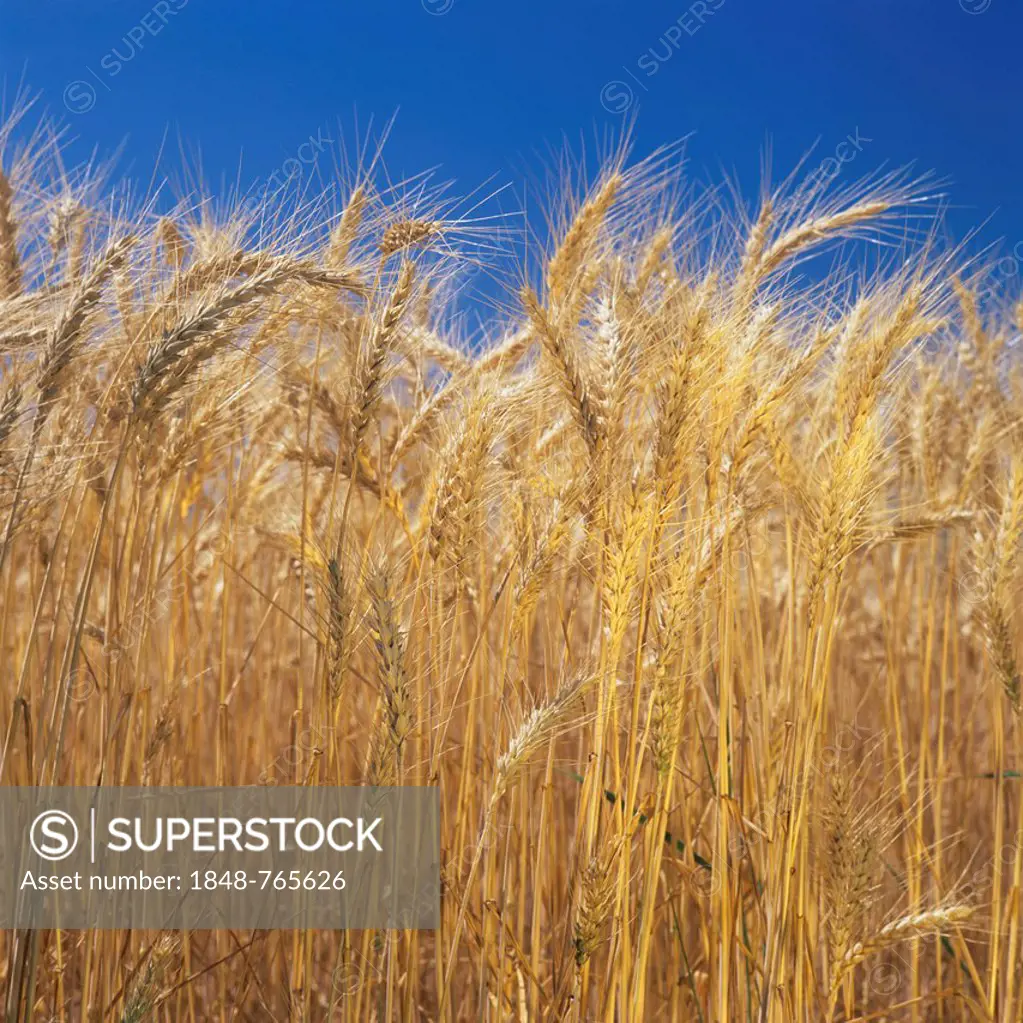 Wheat field, Wheat (Triticum)