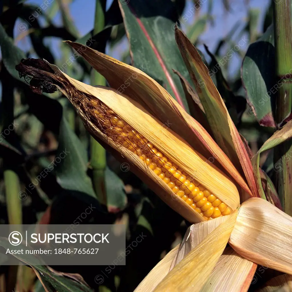 Corn cob, maize field
