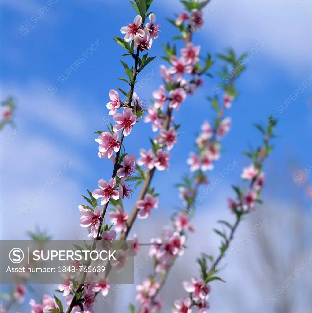 Blossoming Peach tree (Prunus persica)