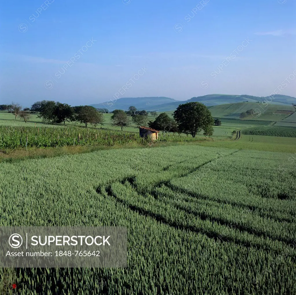 Agricultural landscape, Limagne plain, Puy de Dome, Auvergne, France, Europe