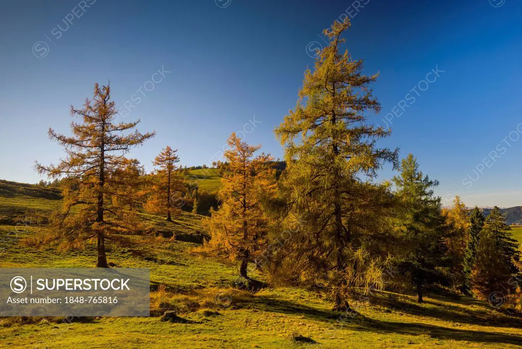 Larch (Larix) in autumn, Teichalm alpine pasture, Almenland, Styria, Austria, Europe