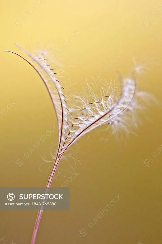 Seeds in the wind