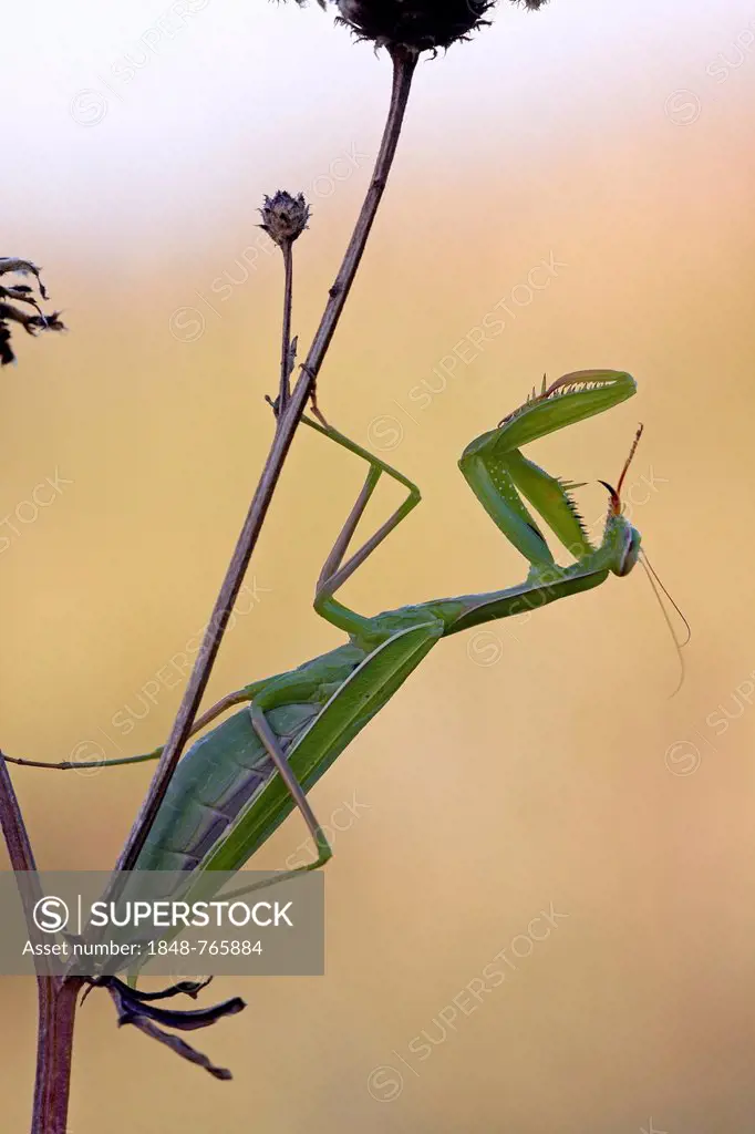 Praying mantis (Mantis religiosa), female