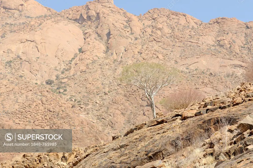 Mountain landscape along a trail to the White Lady rock painting in the Tsisab Gorge, Brandberg, Damaraland, Namibia, Africa