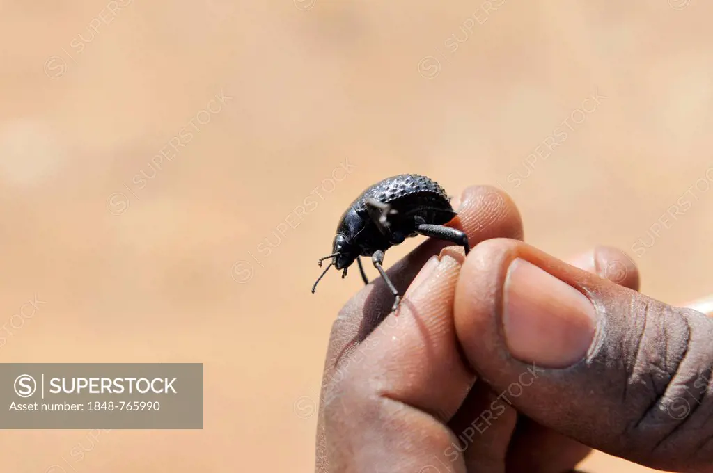 Namib Desert Beetle (Onymacris unguicularis) on a hand, Tsisab Gorge, Brandberg, Damaraland, Namibia, Africa
