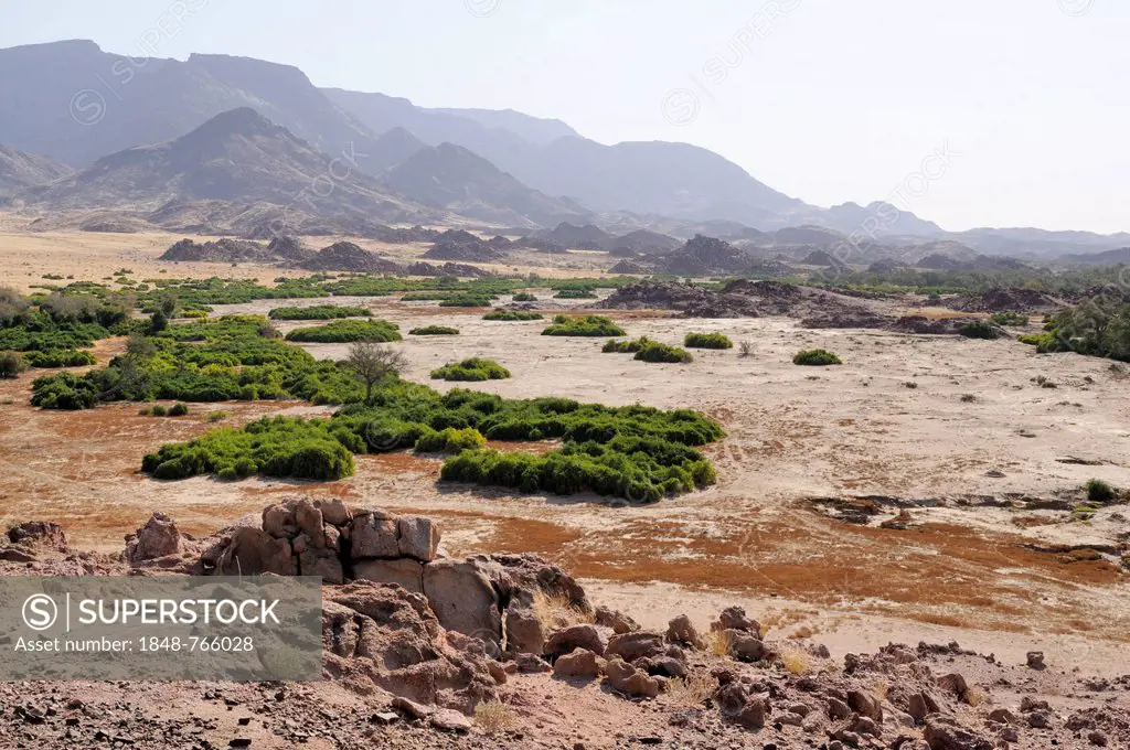The dry river bed of the Ugab river, Brandberg mountain at the back, Damaraland, Namibia, Africa