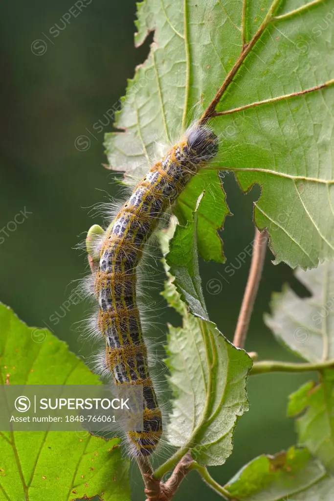 Buff-tip (Phalera bucephala), caterpillar, Schwaz, Tyrol, Austria, Europe
