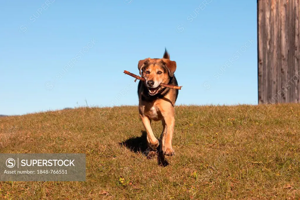 Mongrel, crossbreed of German Shepherd and Bernese Mountain Dog, retrieving a stick