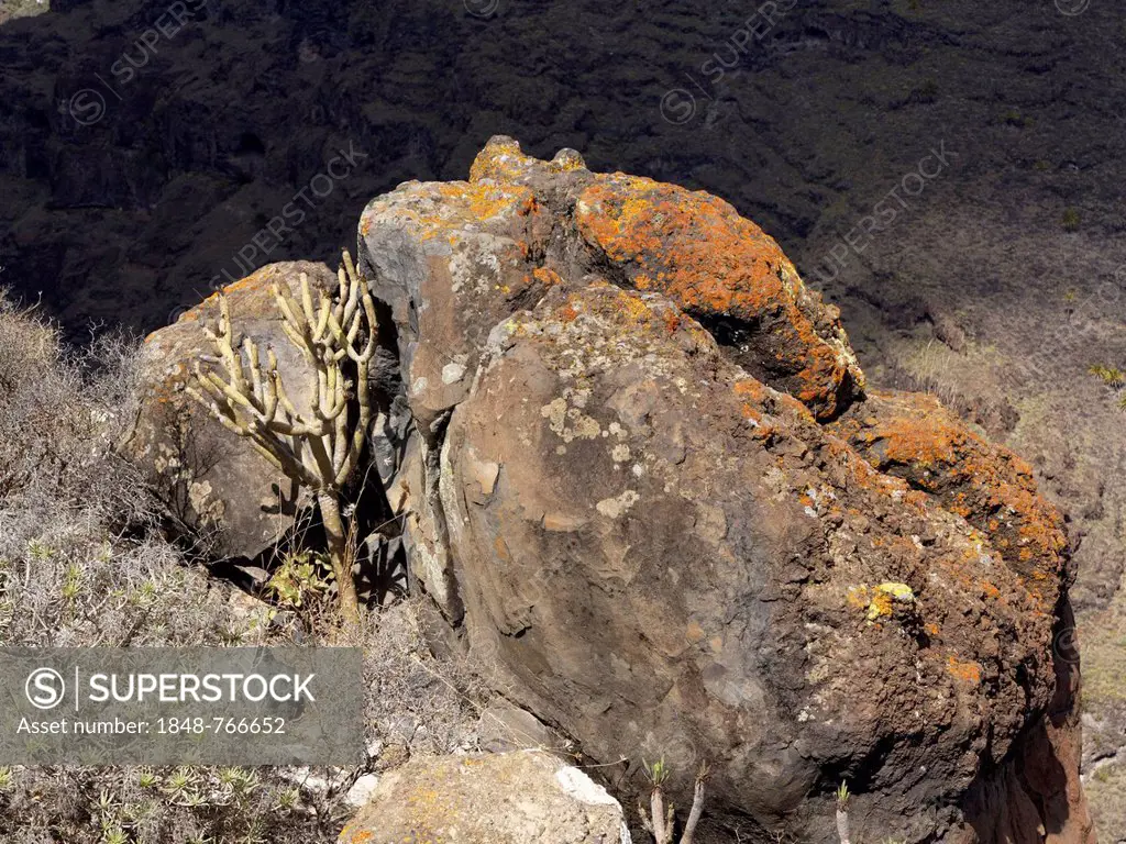 Volcanic rocks overgrown with lichen, Barranco de Erque, Vallehermoso, La Gomera, Canary Islands, Spain, Europe
