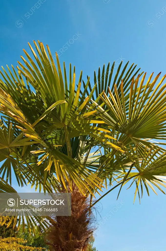 Chinese Windmill Palm (Trachycarpus fortunei)