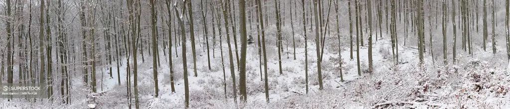 Snowy winter forest, beech forest and oak forest, Mittelgebirge or Central German Uplands, Westerwald, Solms, Lahn-Dill district, Hesse, Germany, Euro...