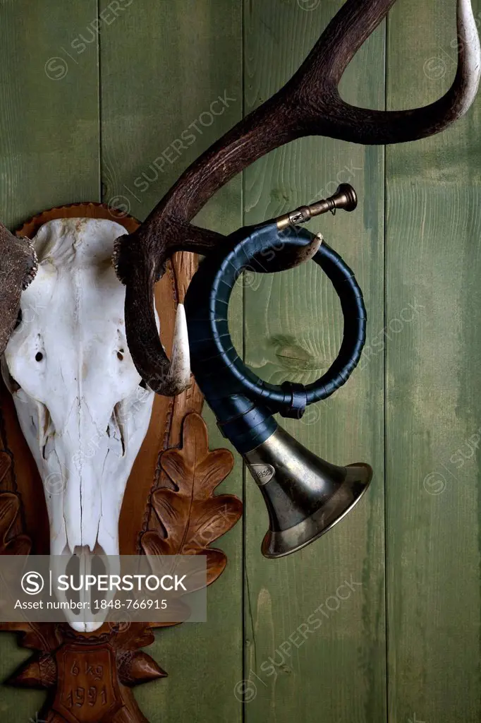 Old hunting horn hanging from the antler of a red deer against a green wooden wall
