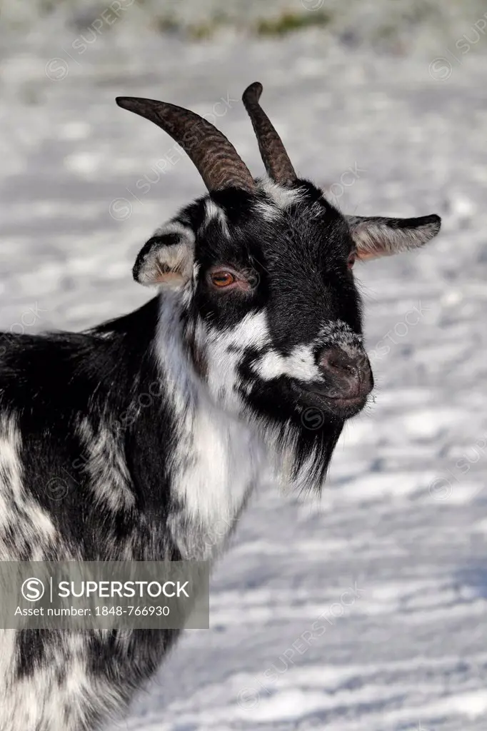 West African dwarf goat (Capra hircus) in the snow