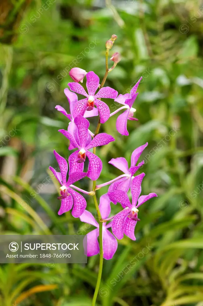 Tropical Orchid (Orchidaceae), Vanda hybrid, Mokara