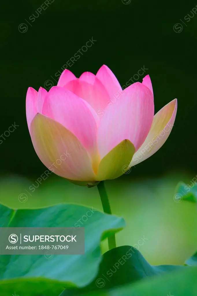 Lotus (Nelumbo), blossom