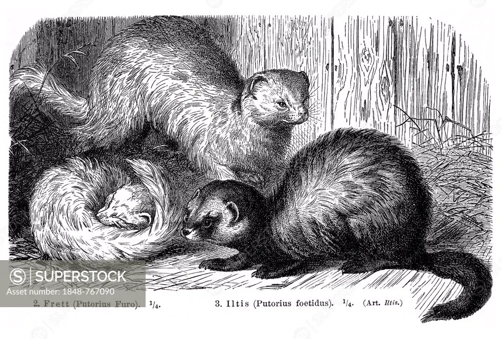 Ferrets (Putorius furo) and Polecat (Putorius foetidus), illustration from Meyers Konversations-Lexikon encyclopedia, 1897