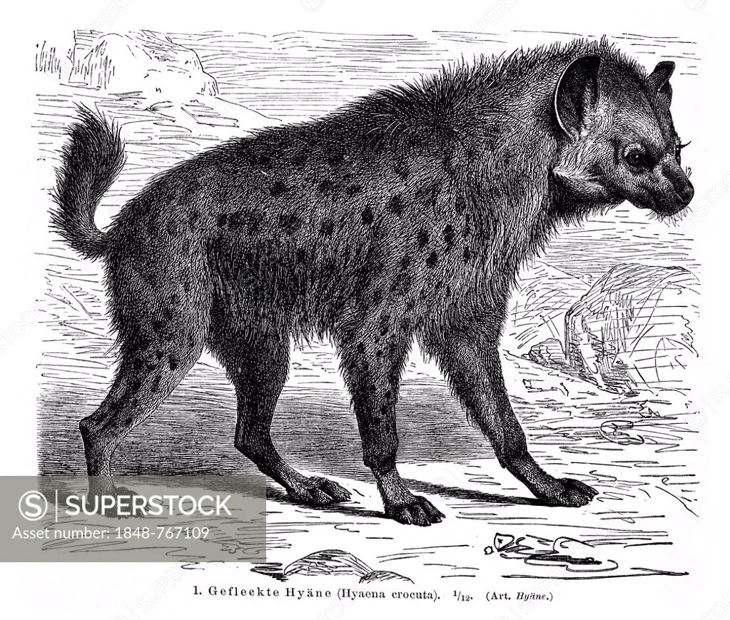 Spotted Hyena (Hyaena crocuta), illustration from Meyers Konversations-Lexikon encyclopedia, 1897