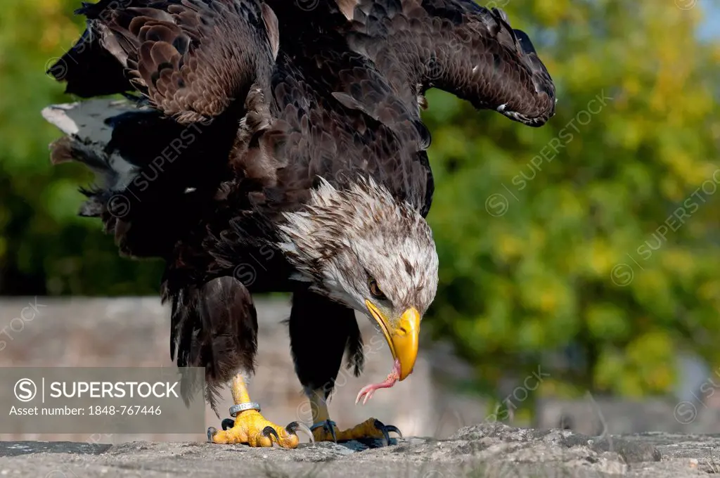 African Fish Eagle (Haliaeetus vocifer) with food in its beak, captive