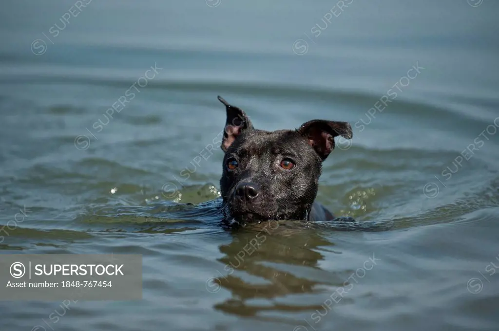 Old English Staffordshire Bull Terrier, dog swimming in a lake