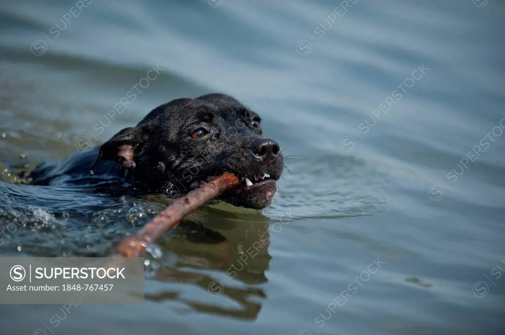 Old English Staffordshire Bull Terrier, dog fetching a stick in the water