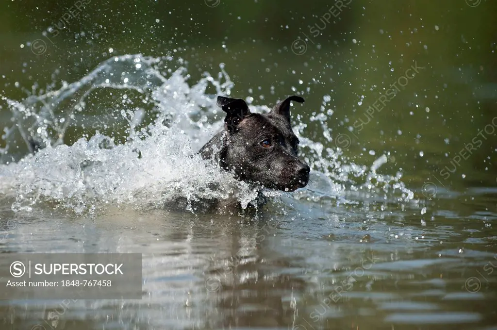 Old English Staffordshire Bull Terrier, dog jumping into the water