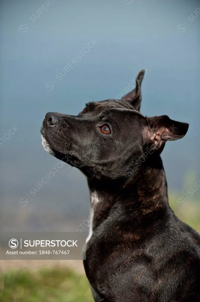 Portrait of a dog, Old English Staffordshire Bull Terrier