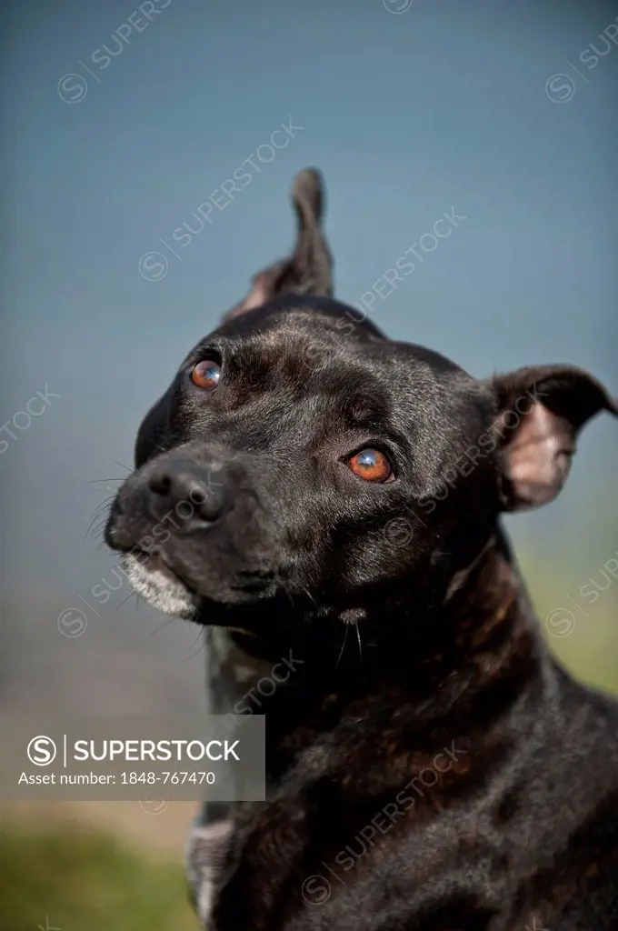Portrait of a dog, Old English Staffordshire Bull Terrier