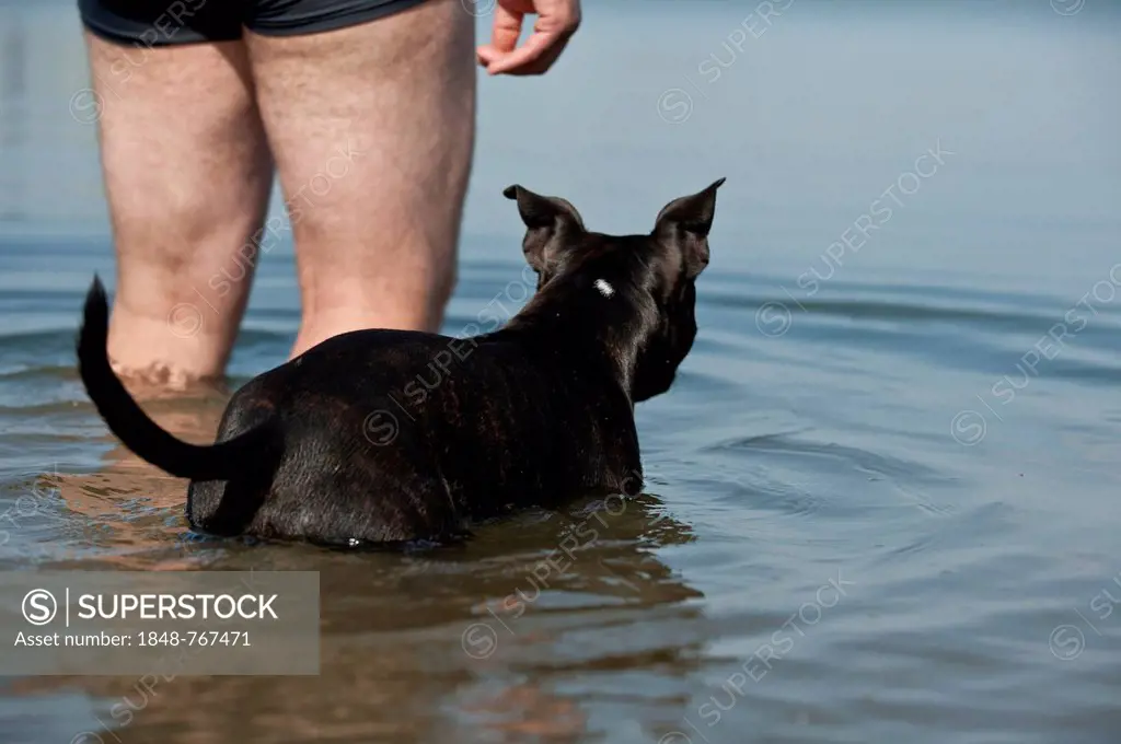 Old English Staffordshire Bull Terrier, dog standing in the water next to a man