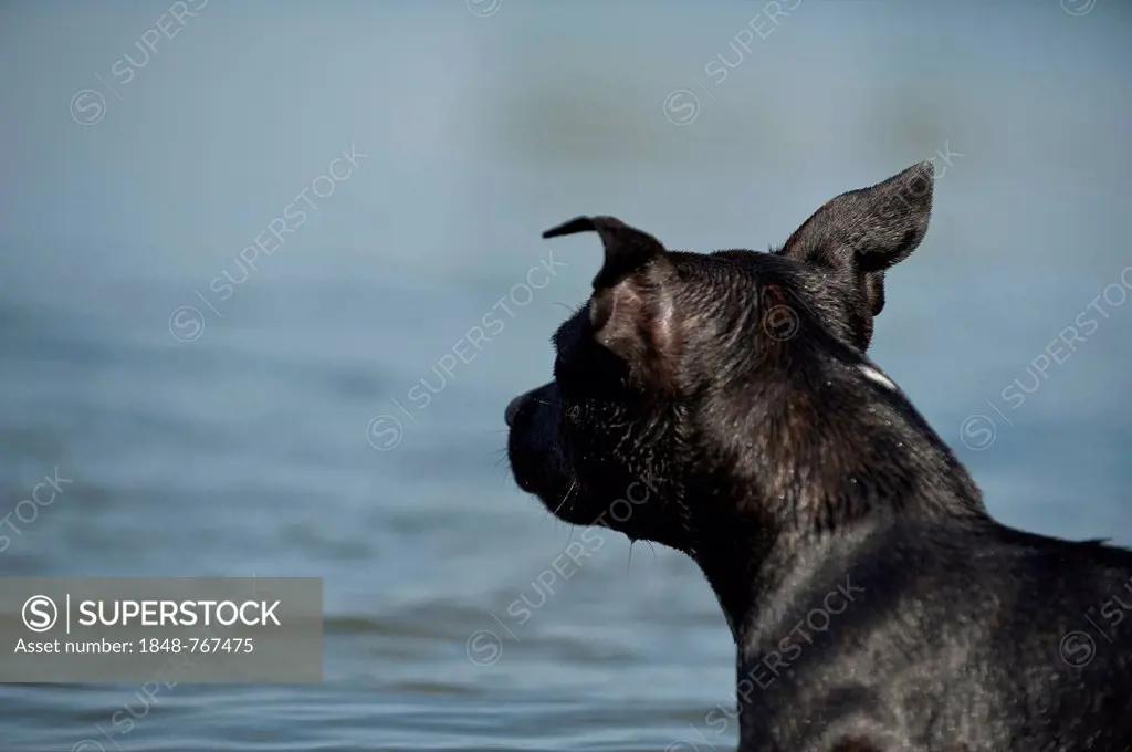 Old English Staffordshire Bull Terrier, dog standing at a lake