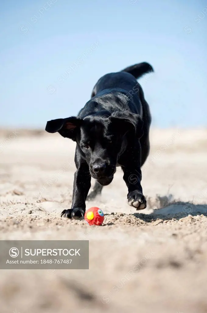 Black Labrador Retriever running after a ball