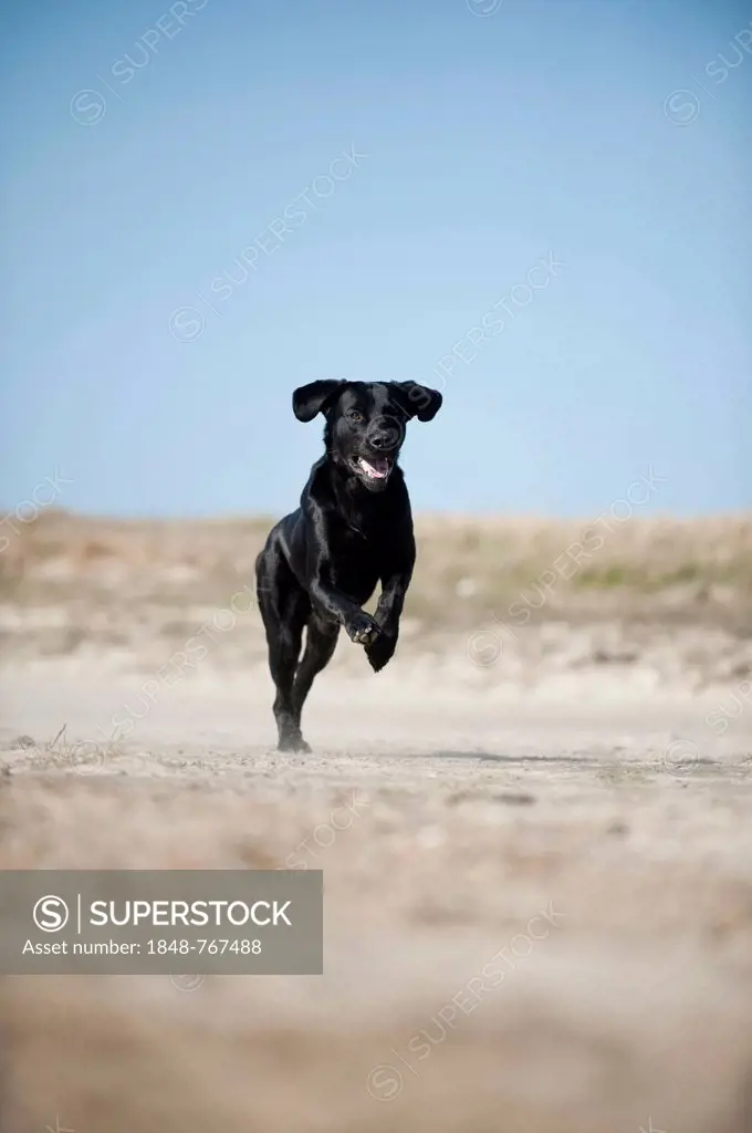 Black Labrador Retriever running