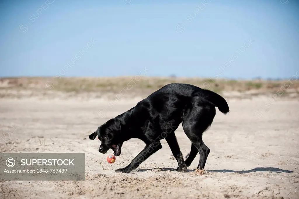 Black Labrador Retriever playing with a ball
