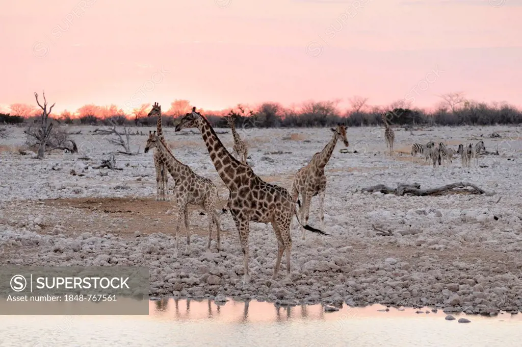 Giraffes (Giraffa camelopardalis) and Burchell's zebras (Equus quagga) at back, evening mood at the waterhole of Okaukuejo