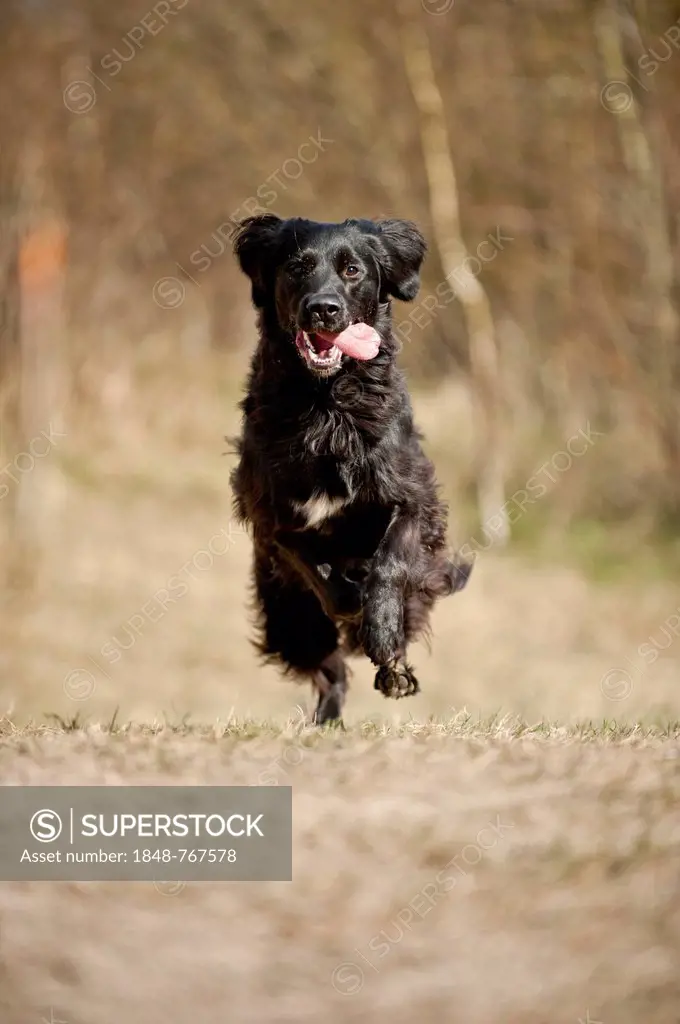 Black mixed breed dog running across a meadow