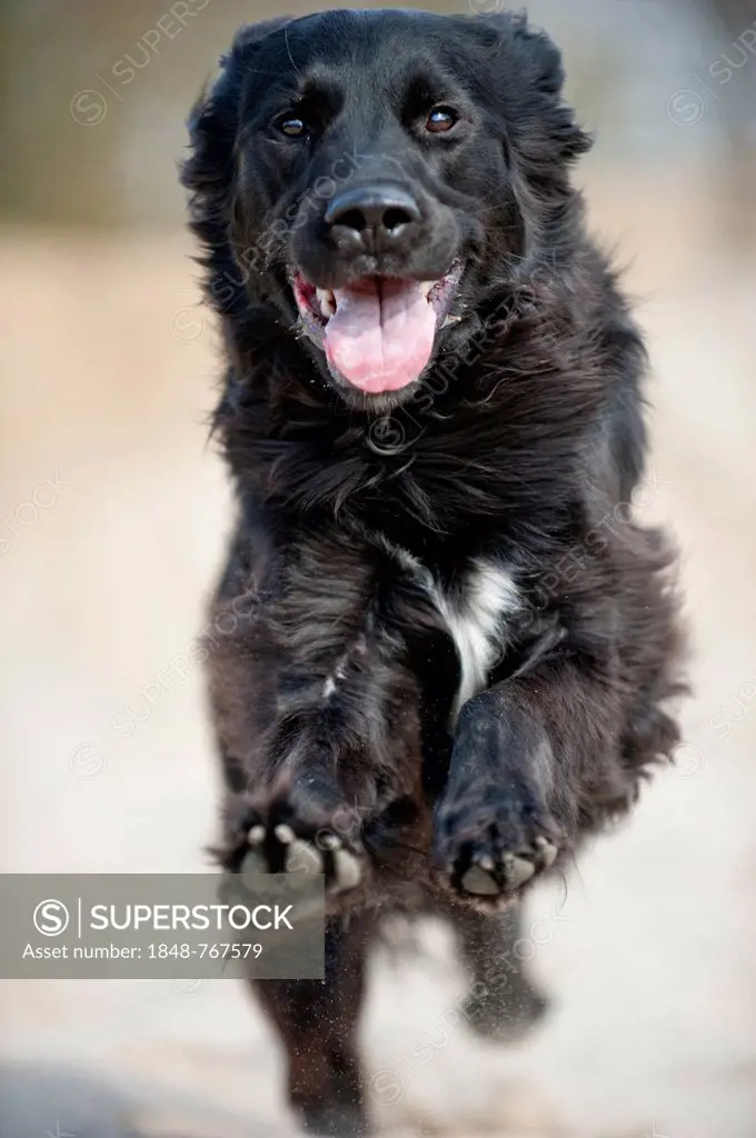 Running black mixed breed dog