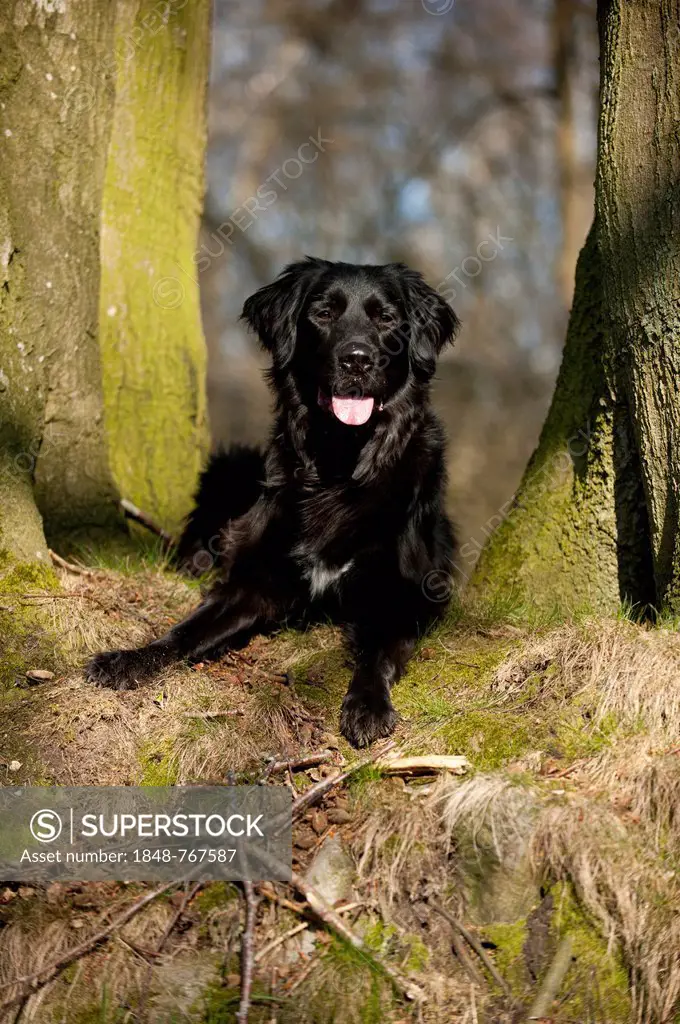 Black mixed breed dog lying between two trees