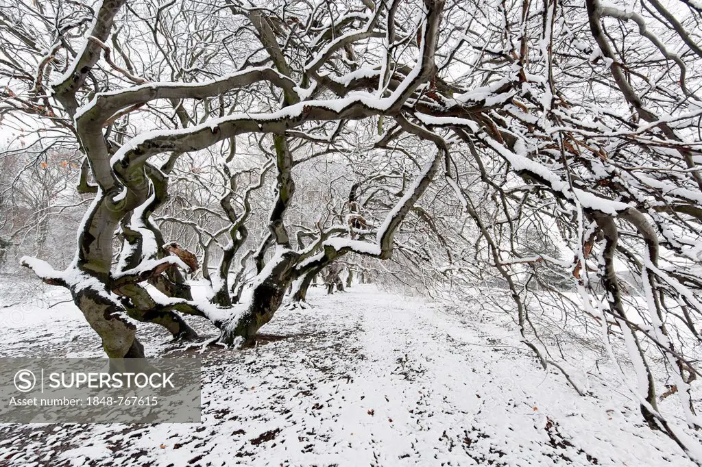 Avenue of snow-covered Suentel Beeches or Dwarf Beeches (Fagus sylvatica var suentelensis)
