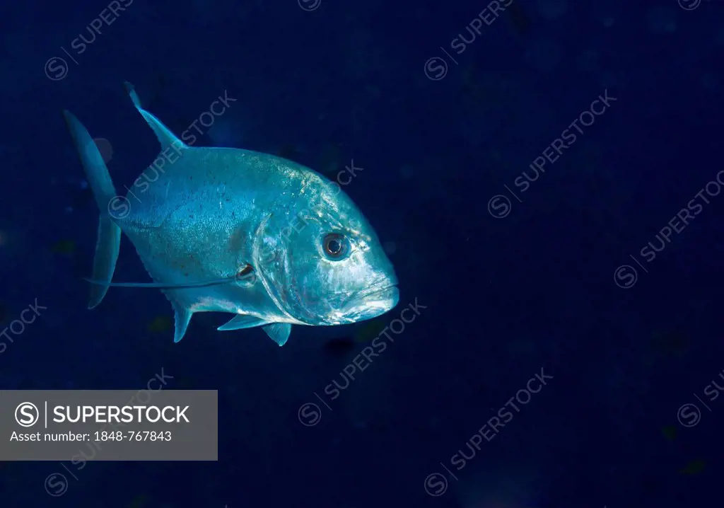 Giant Trevally or Giant Kingfish (Caranx ignobilis)