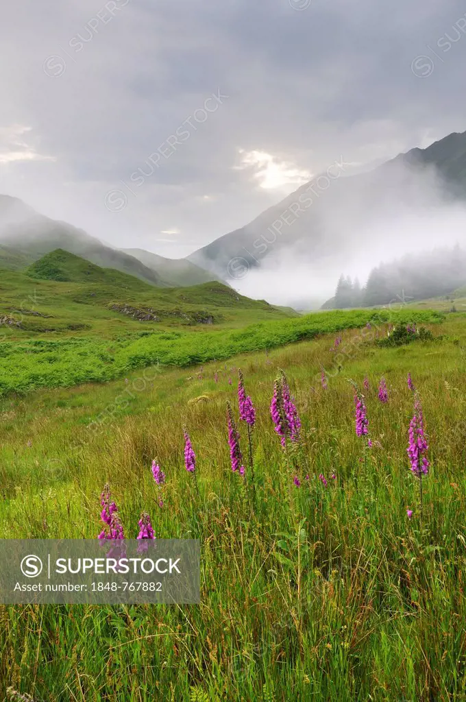 Fog after light rain in the Highlands and blooming Foxglove (Digitalis)