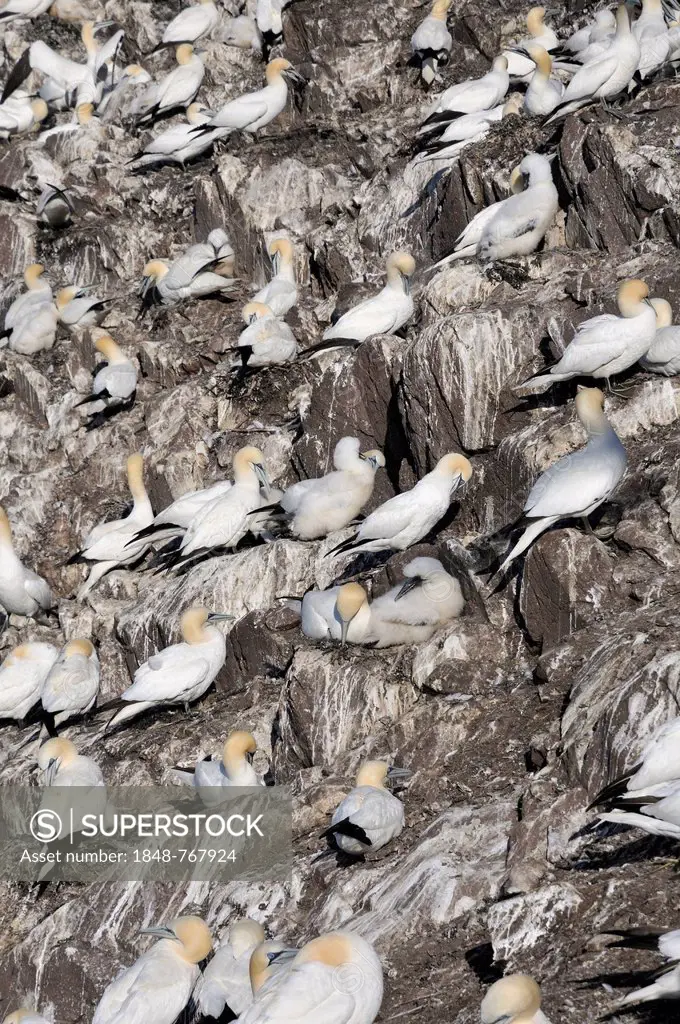 Northern Gannet (Morus bassanus) colony, crowded on a rocky cliff