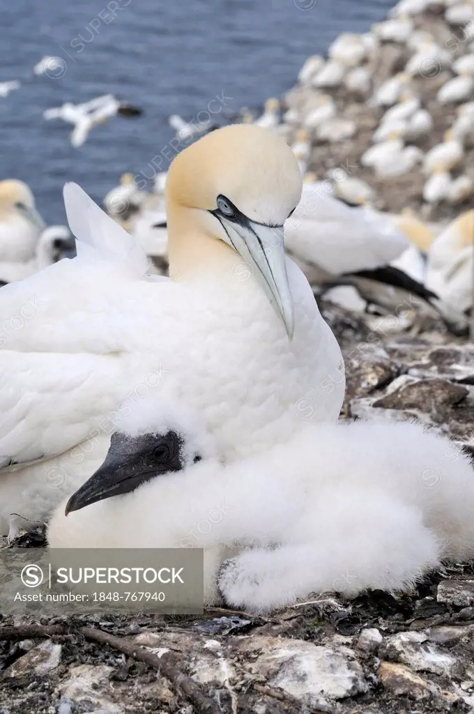 Northern Gannet (Morus bassanus) with a young bird in a breeding colony