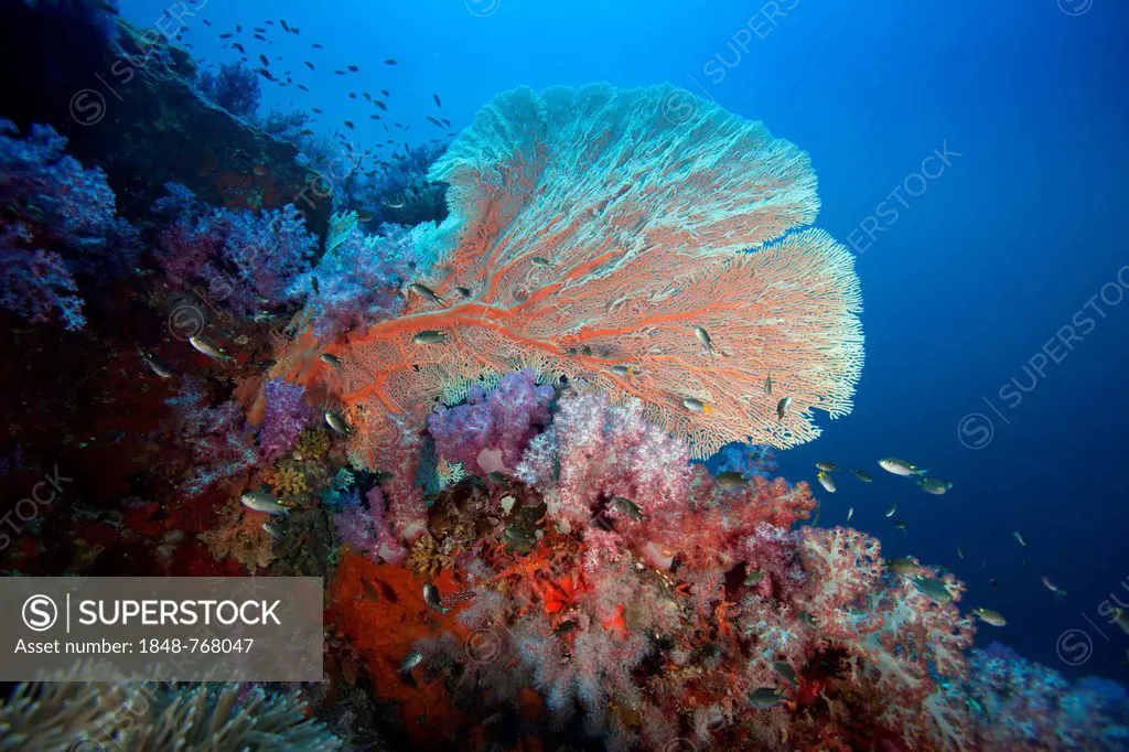 Colourful coral reef with Gorgonians or sea fans, Richelieu Rock, Thailand, Asia