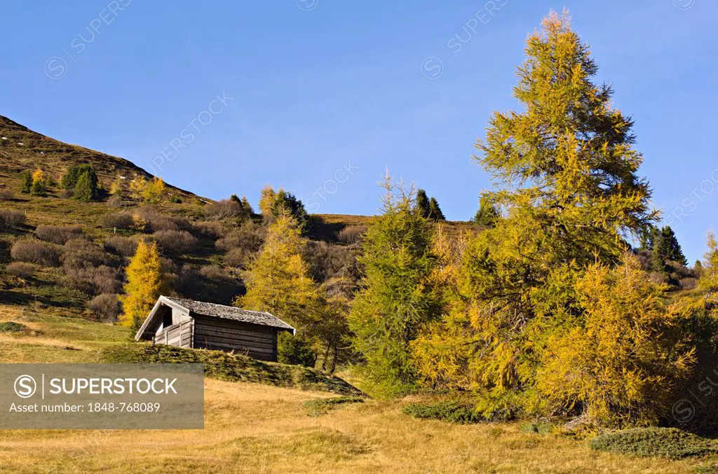 Hay barn and Larch (Larix decidua) trees in autumn