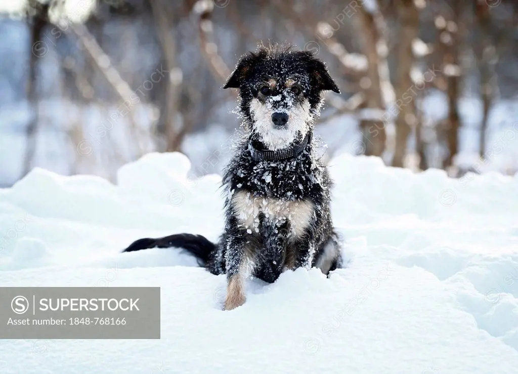 Mixed-breed dog, Old German Sheepdog and Dachshund mix, sitting in the snow